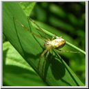 Metellina sp - Herbstspinne 02e.jpg